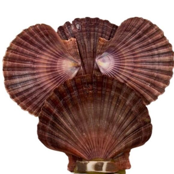 Vintage 90s Handmade Seashell Owl Figurine Home Decor OS Dark Mauve Shell Art - Picture 10 of 15